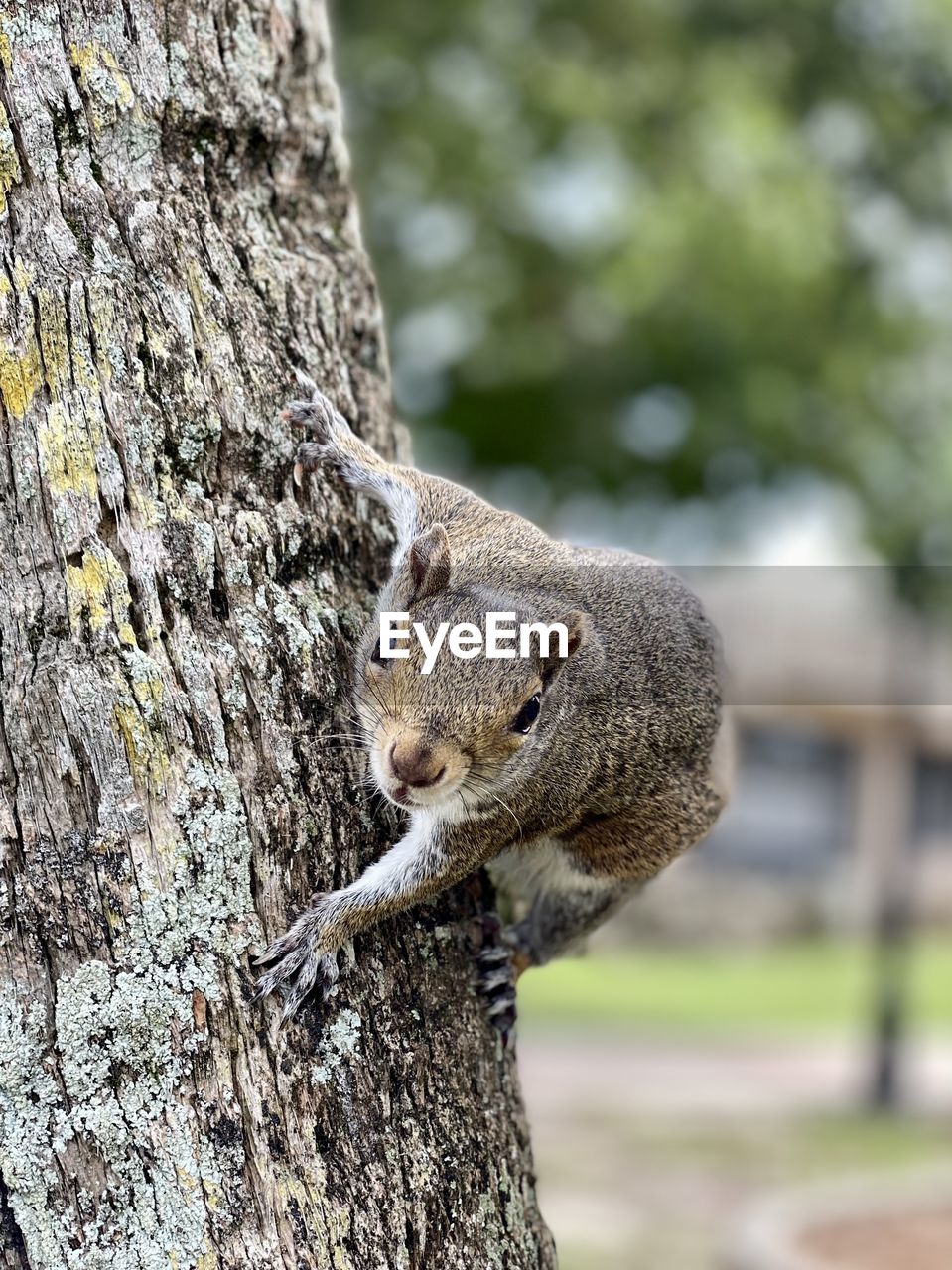 animal themes, animal, tree, animal wildlife, one animal, tree trunk, trunk, wildlife, squirrel, mammal, plant, focus on foreground, no people, nature, day, branch, outdoors, rodent