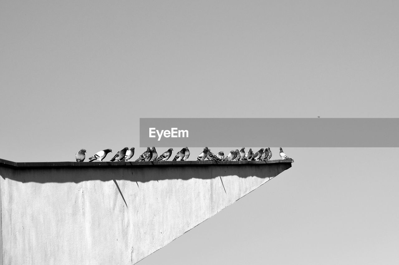 LOW ANGLE VIEW OF BIRDS PERCHING ON ROOF