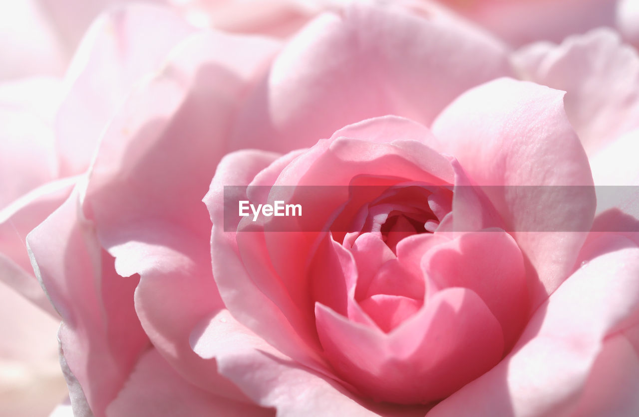 pink, flower, flowering plant, beauty in nature, plant, freshness, petal, rose, close-up, nature, fragility, inflorescence, flower head, no people, macro photography, growth, garden roses, springtime, outdoors, macro, extreme close-up, softness, blossom, focus on foreground, selective focus