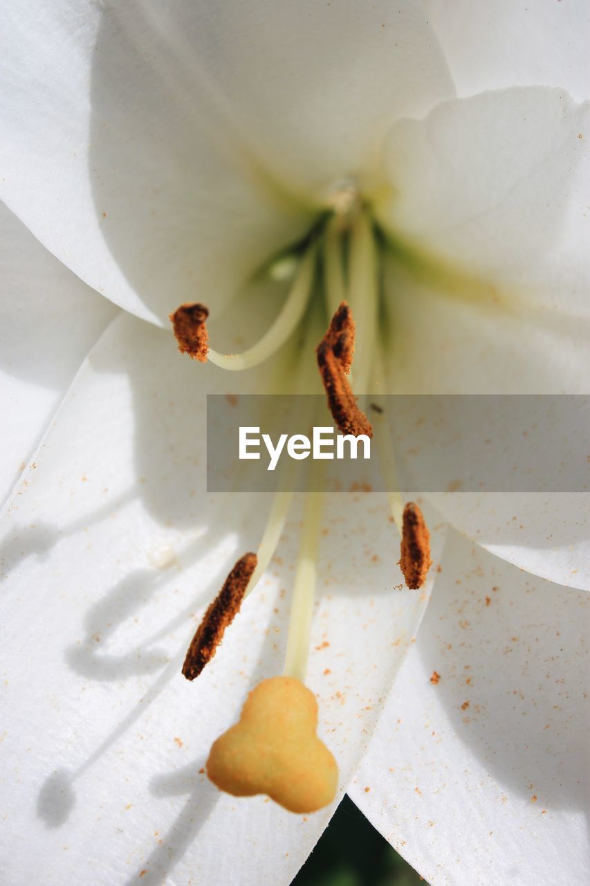 Close-up of flower