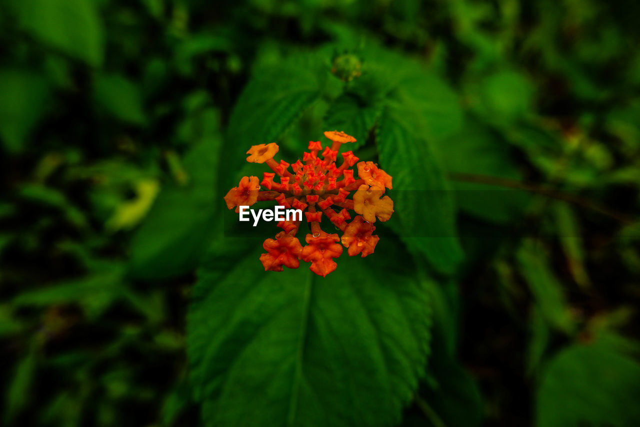 Close-up of orange flowering plant