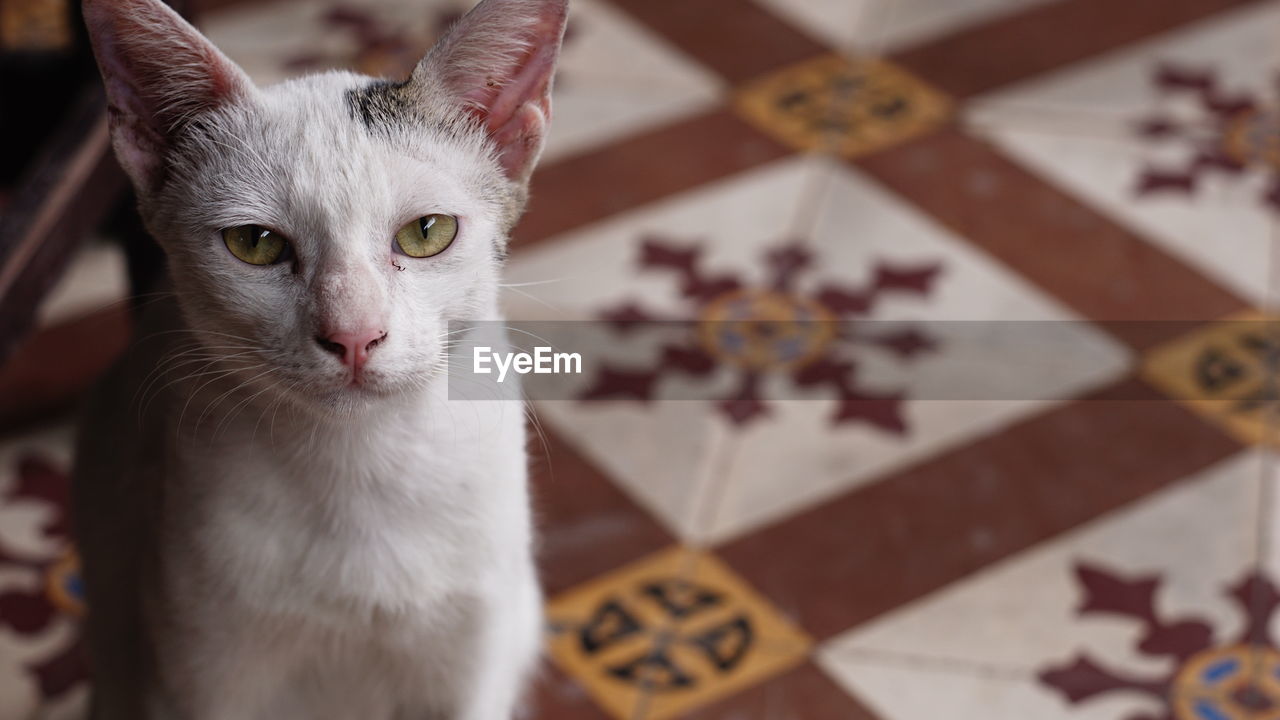 Close-up portrait of cat sitting on floor