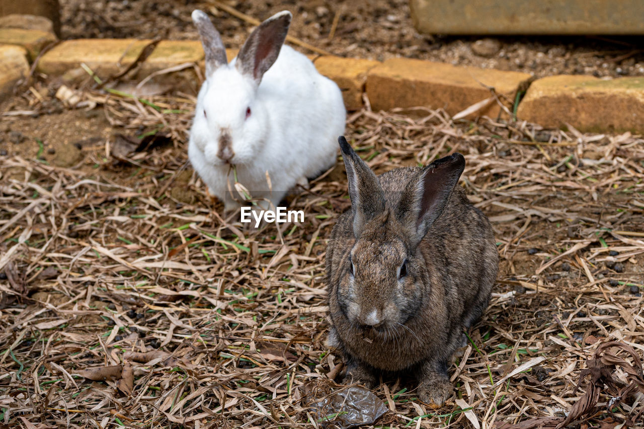animal, animal themes, mammal, domestic rabbit, pet, rabbits and hares, rabbit, domestic animals, group of animals, animal wildlife, no people, nature, two animals, day, wildlife, land, close-up, animal body part, high angle view, hare, young animal, outdoors, focus on foreground, field, livestock
