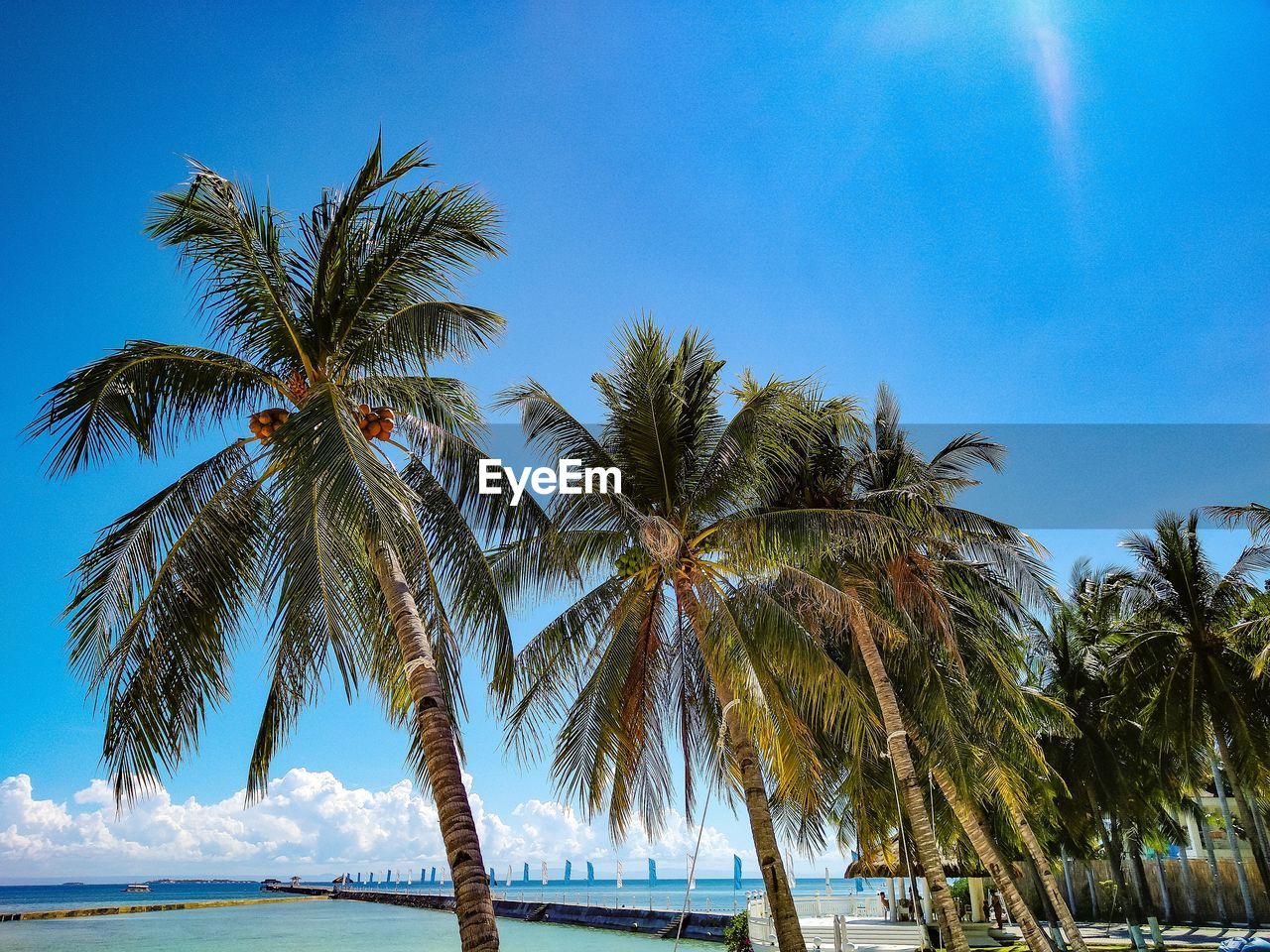 Palm trees on beach against blue sky