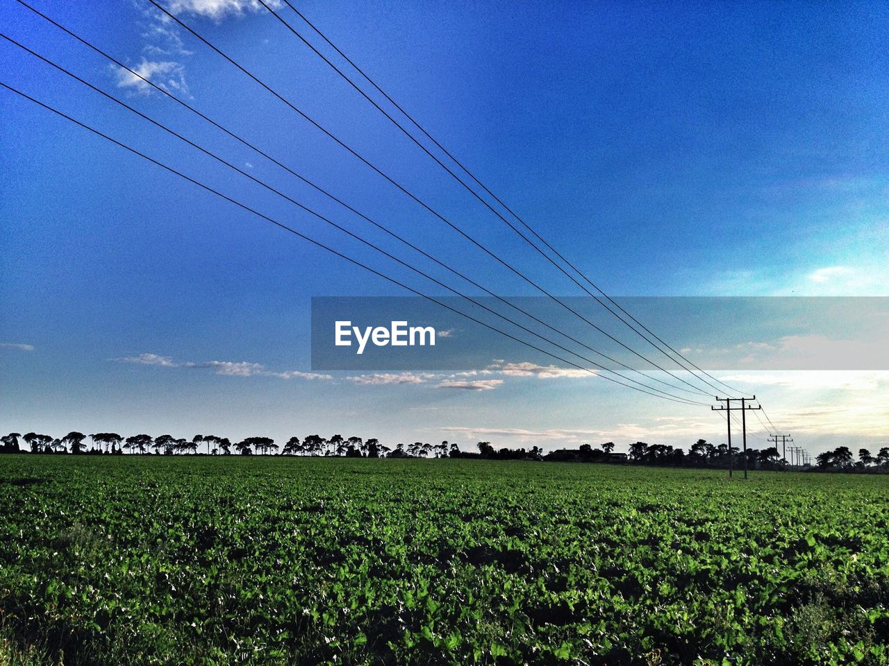 Power lines over fields
