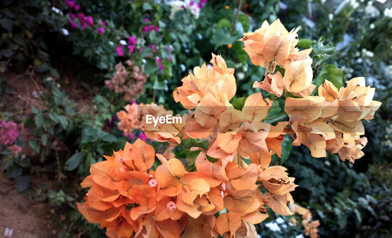 CLOSE-UP OF RED FLOWERING PLANT