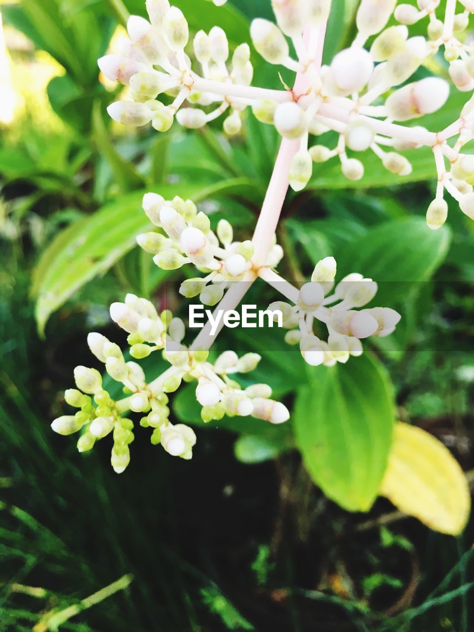 CLOSE-UP OF FLOWERS BLOOMING ON PLANT