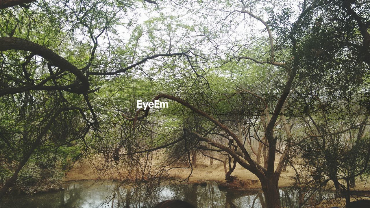 REFLECTION OF TREES ON WATER