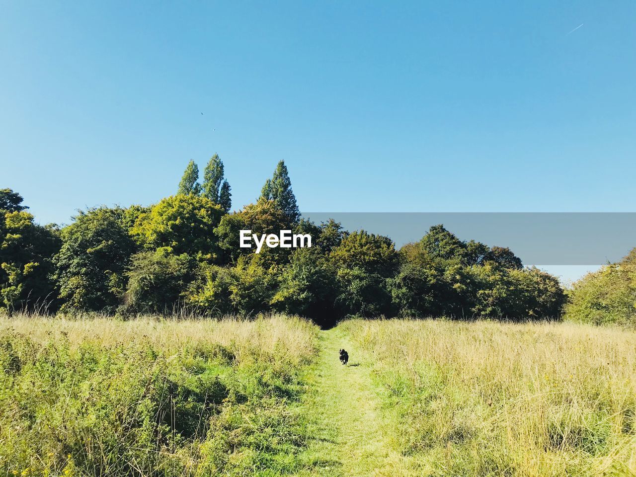 Trees on field against clear blue sky