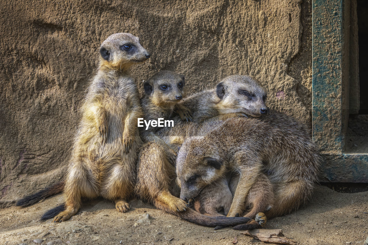 animal themes, animal, meerkat, animal wildlife, group of animals, wildlife, mammal, zoo, no people, nature, relaxation, young animal, togetherness, sand, day, outdoors, animals in captivity, three animals, protection, land, cute, security