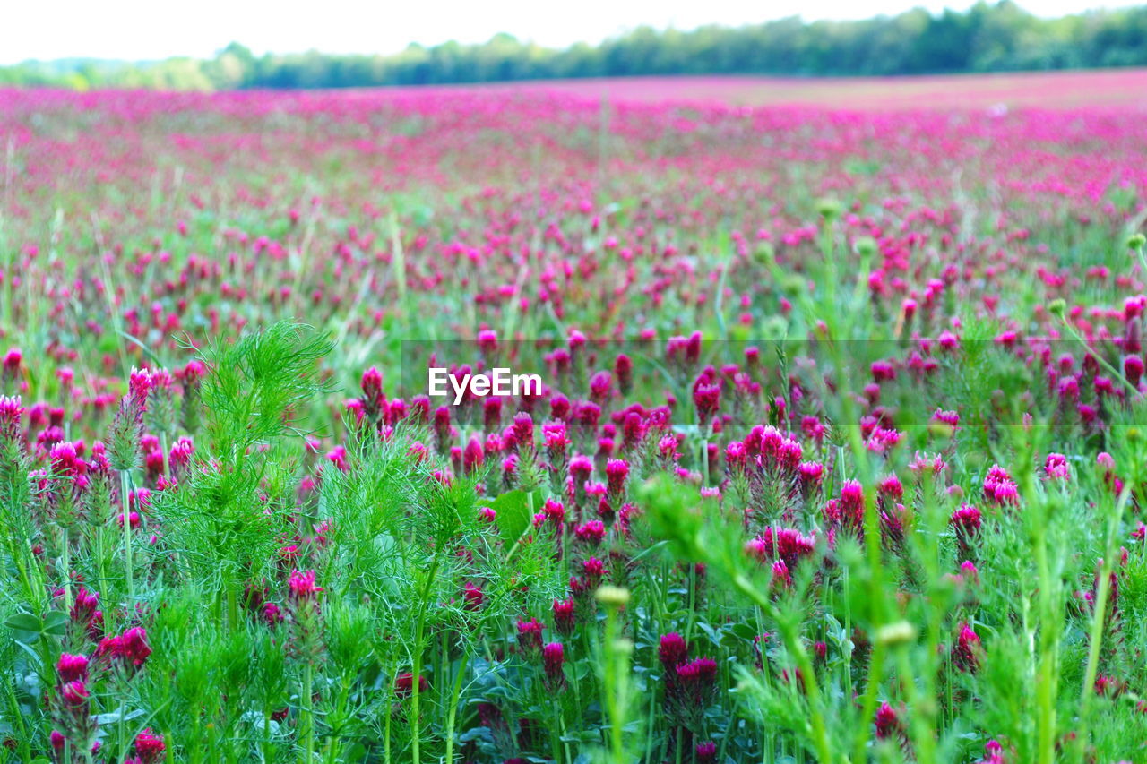 PINK FLOWERING PLANTS ON LAND