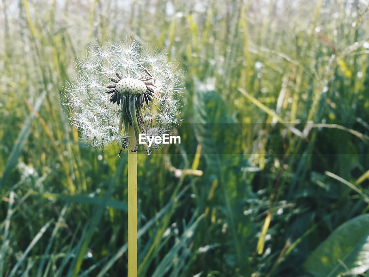 Close-up of thistle blooming on field