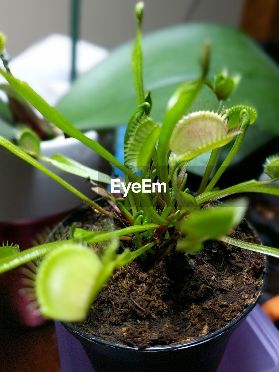 Close-up of potted plant