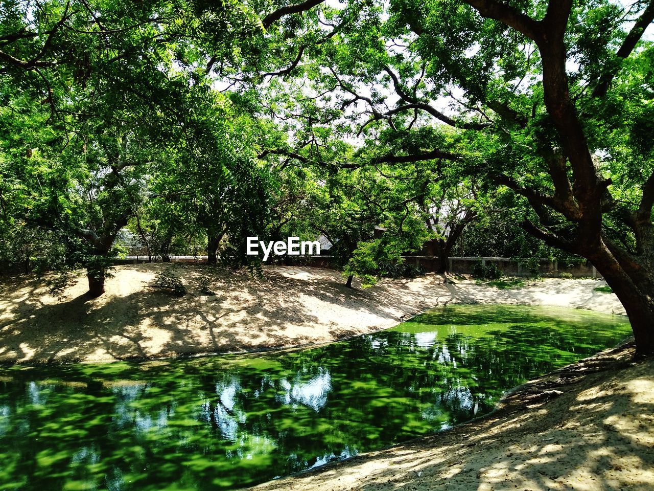 REFLECTION OF TREES ON LAKE