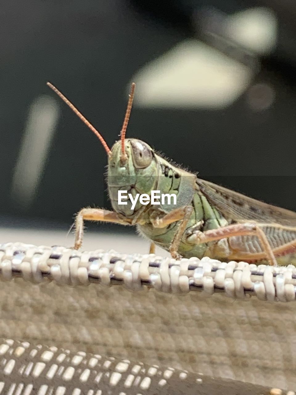 CLOSE-UP OF INSECT ON THE WALL