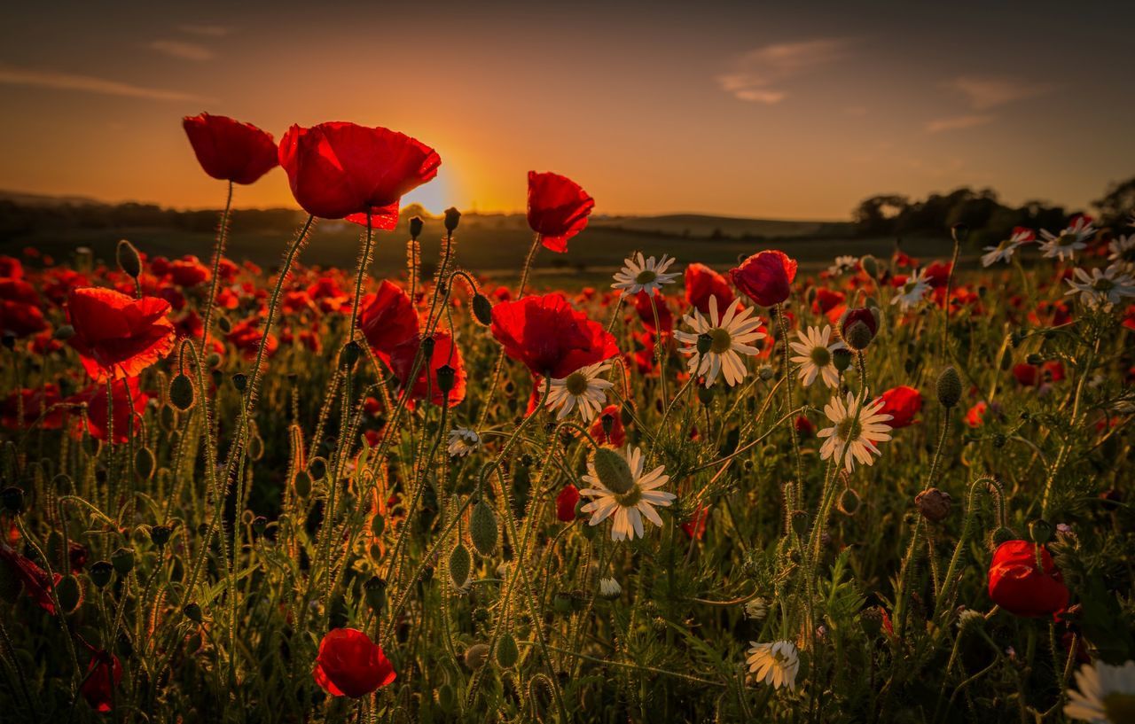 Close-up of red tulips blooming in field