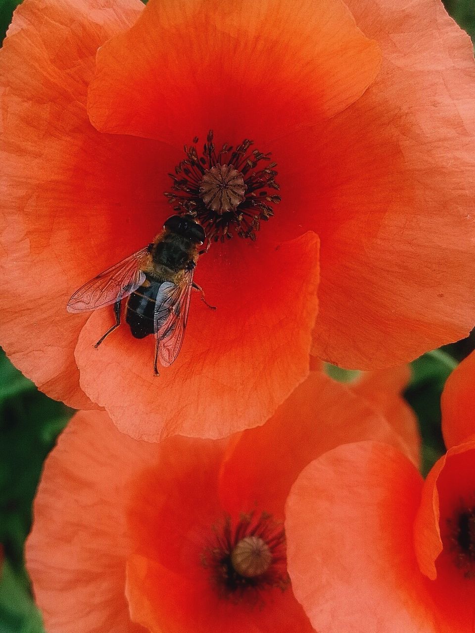 EXTREME CLOSE-UP OF BEE POLLINATING ON RED FLOWER