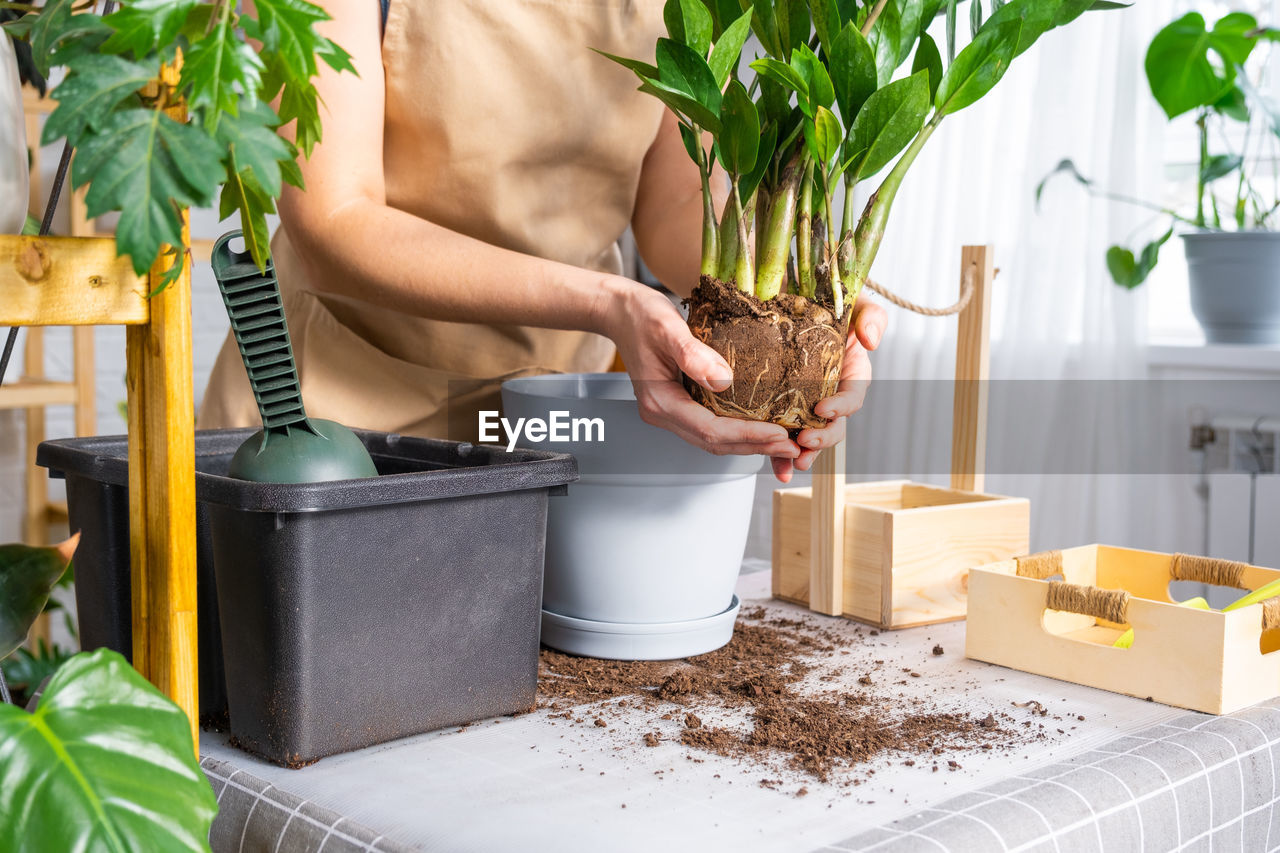 low section of woman holding potted plants