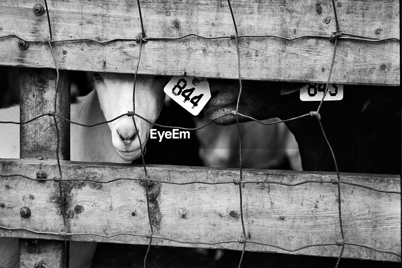 Close-up of goats with tags seen through fence at farm