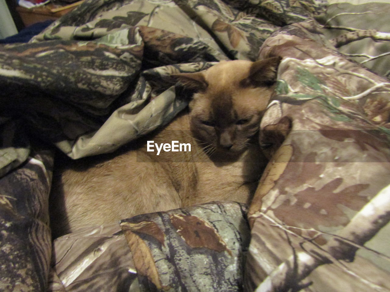 CLOSE-UP OF DOG SLEEPING ON CARPET