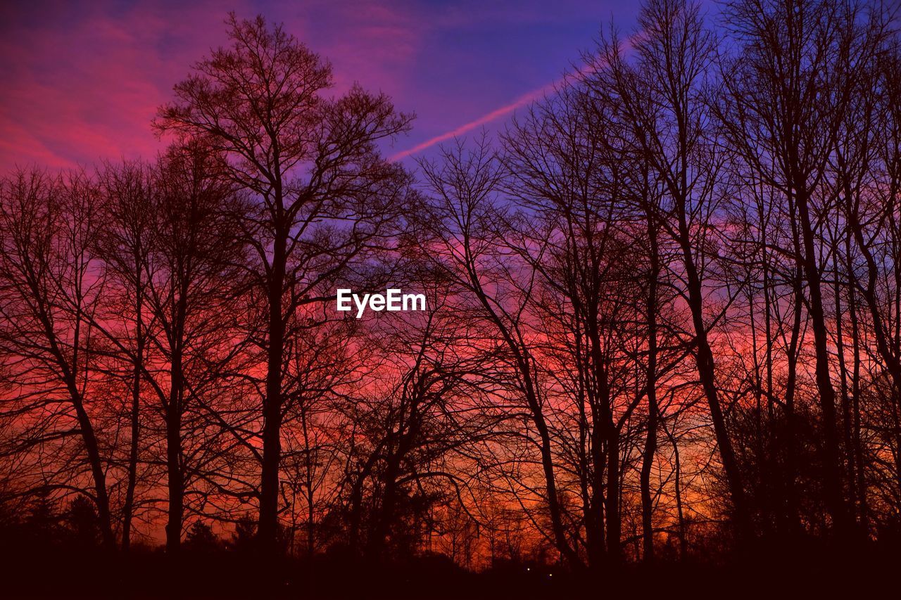 SILHOUETTE OF BARE TREES IN FOREST