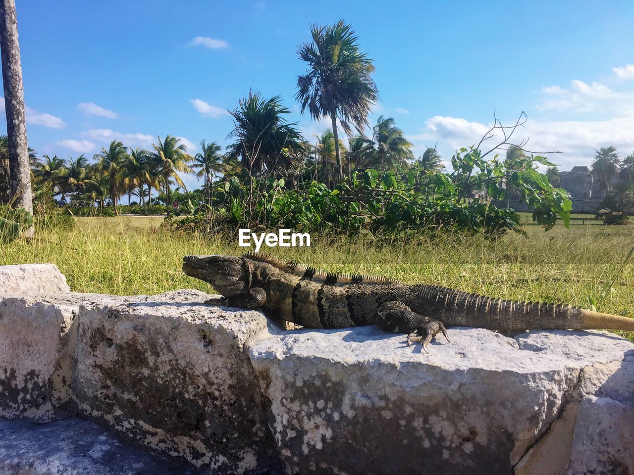 VIEW OF AN ANIMAL AGAINST SKY