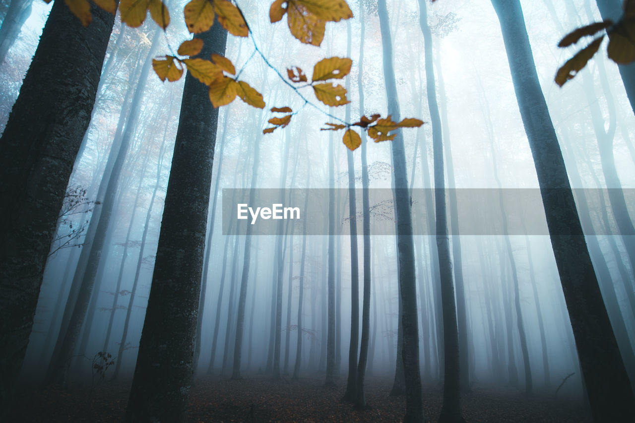 LOW ANGLE VIEW OF BARE TREES IN FOREST