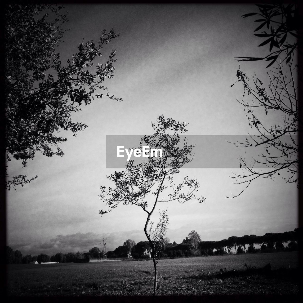 Silhouette trees on field against sky