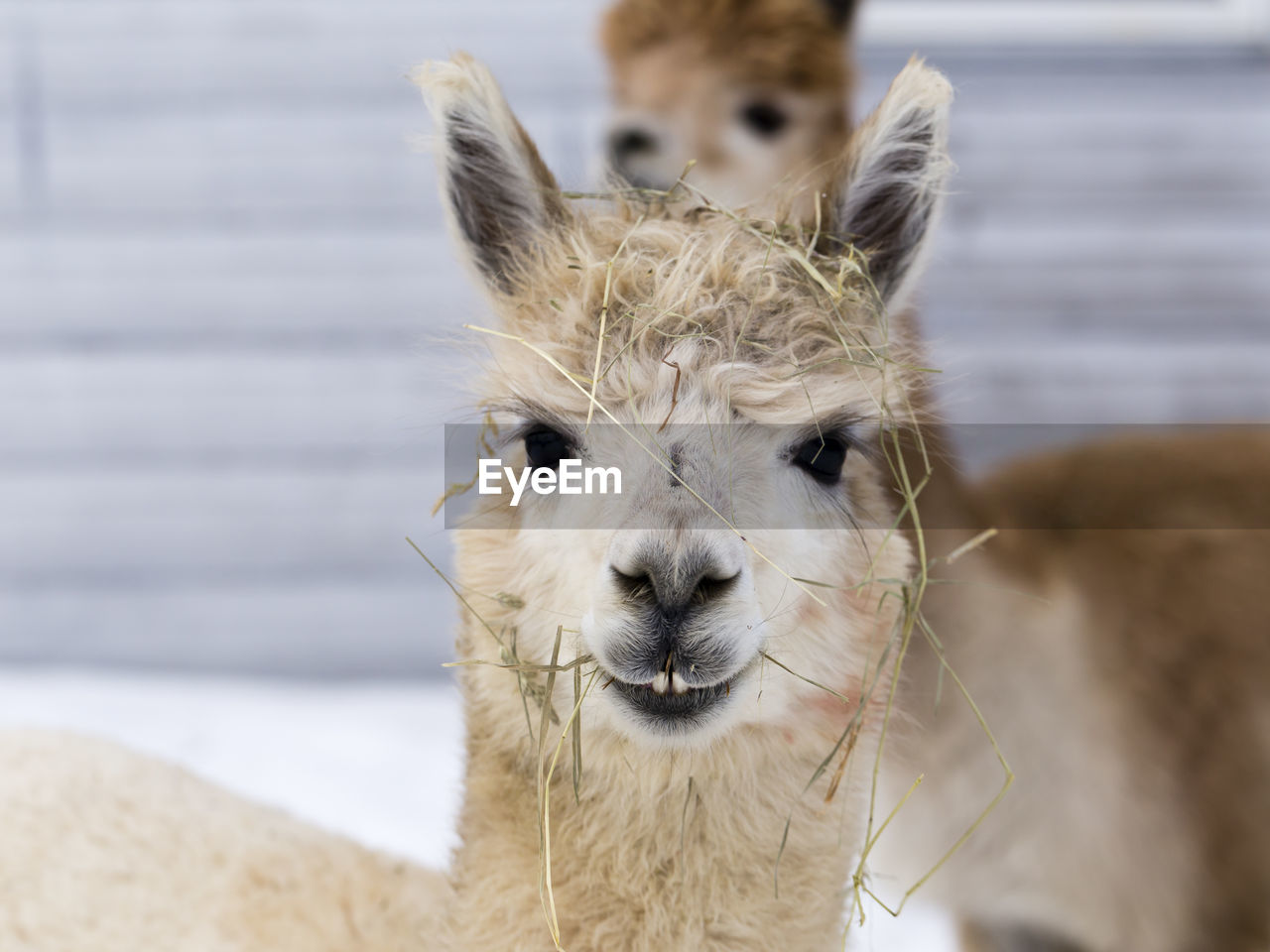 Horizontal closeup of funny cream-coloured alpaca with straw-covered head standing staring