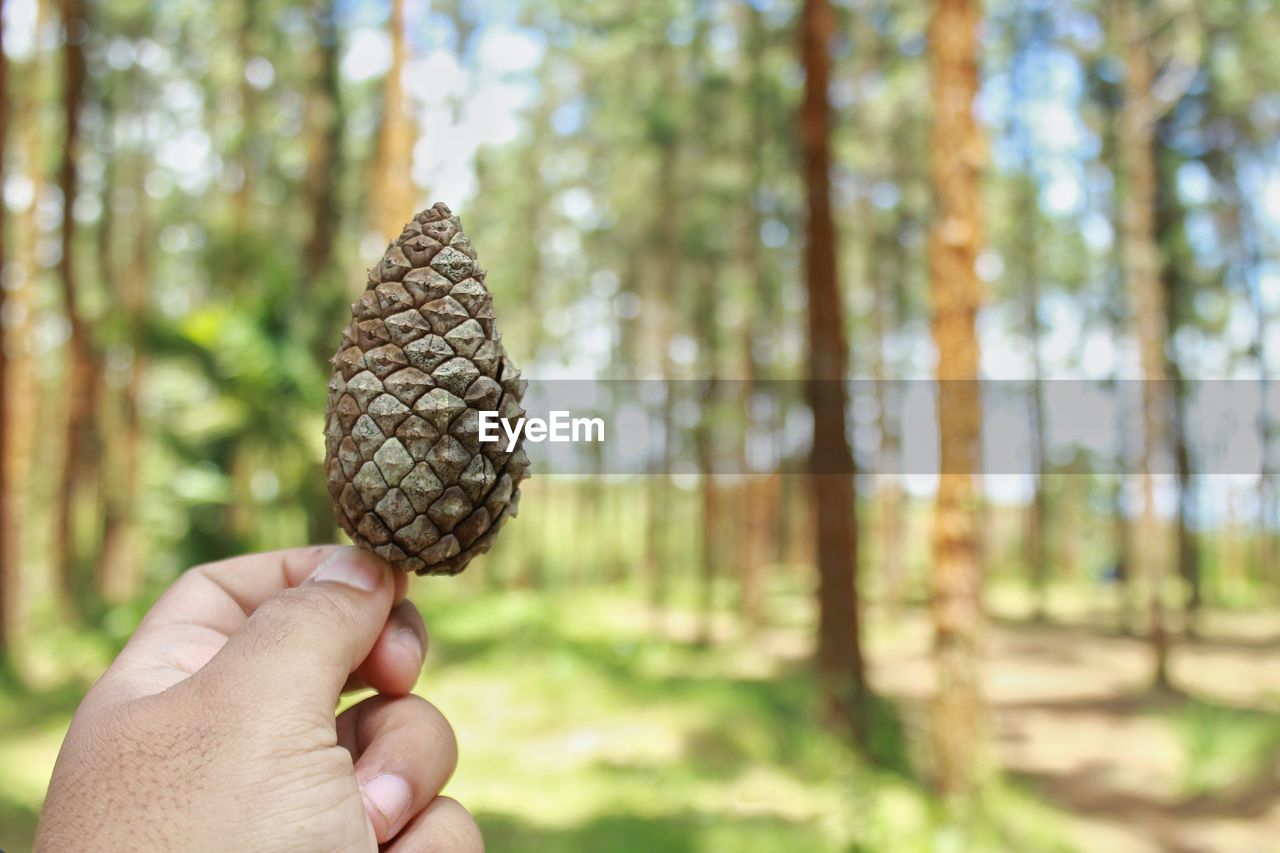 Cropped hand holding pine cone against trees