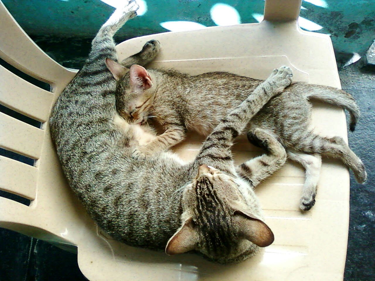 HIGH ANGLE VIEW OF CAT SLEEPING ON FLOOR