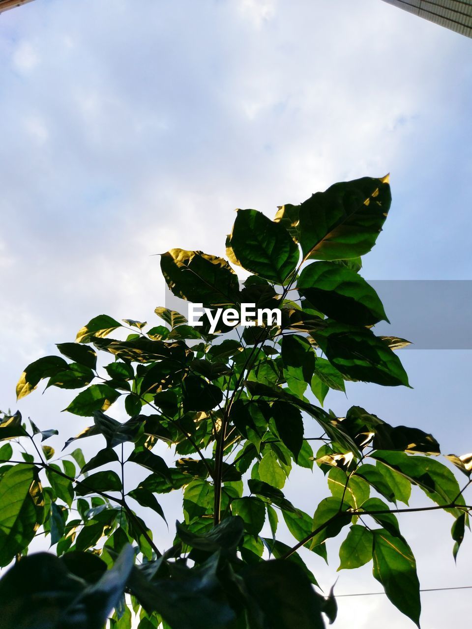 LOW ANGLE VIEW OF LEAVES AGAINST CLOUDY SKY