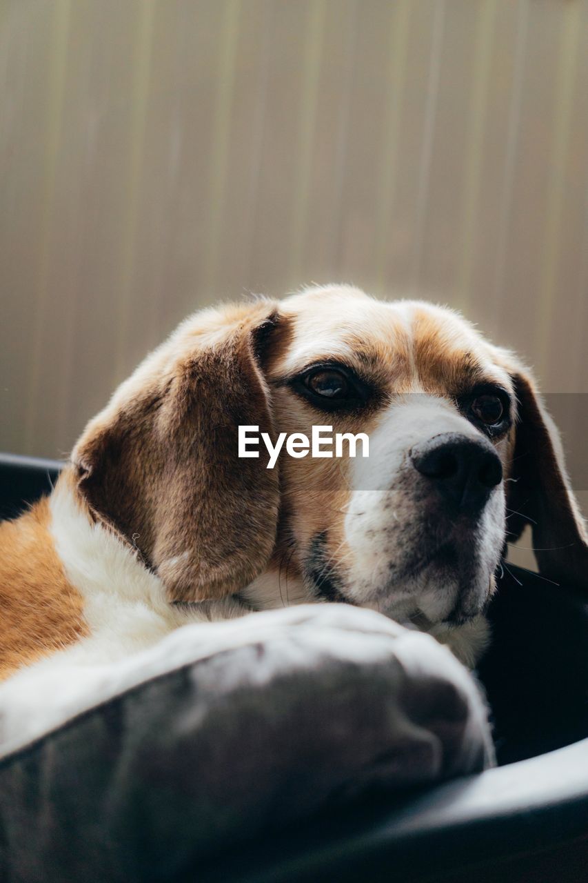 CLOSE-UP PORTRAIT OF DOG LOOKING AWAY