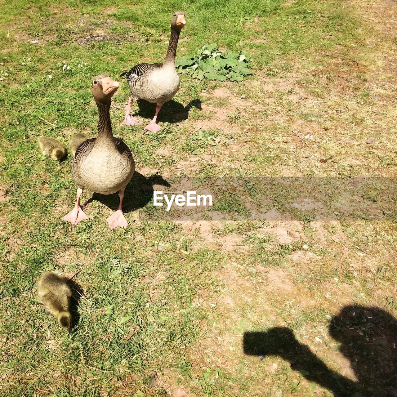 High angle view of graylag geese with gosling on grassy field