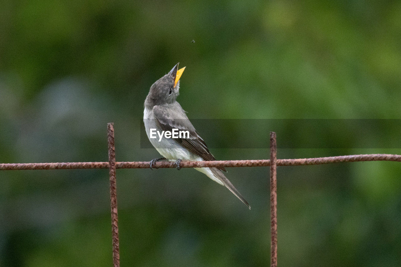 animal themes, animal, bird, animal wildlife, wildlife, one animal, beak, perching, fence, nature, branch, focus on foreground, no people, songbird, outdoors, day, wing, wire, full length