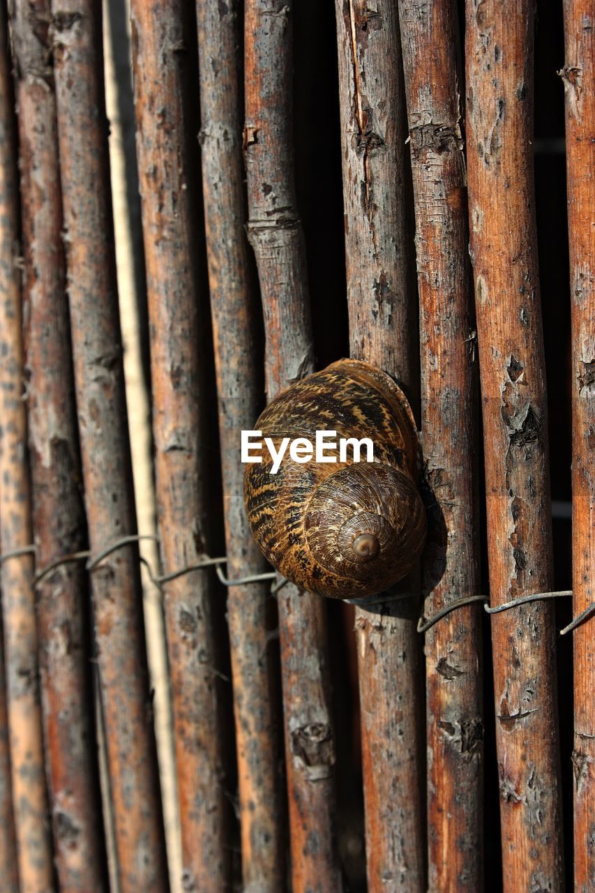 Close-up of snail on wood