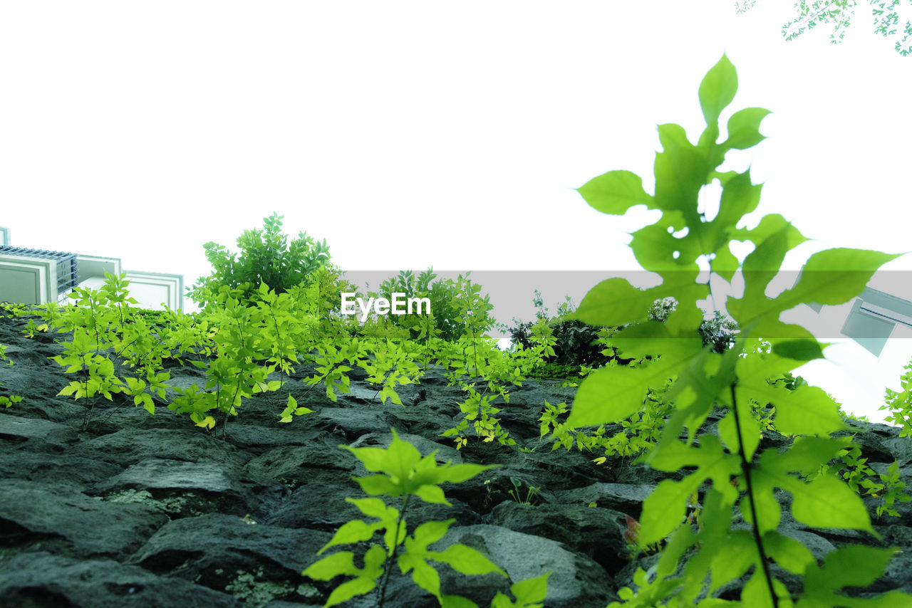 Plants growing against clear sky