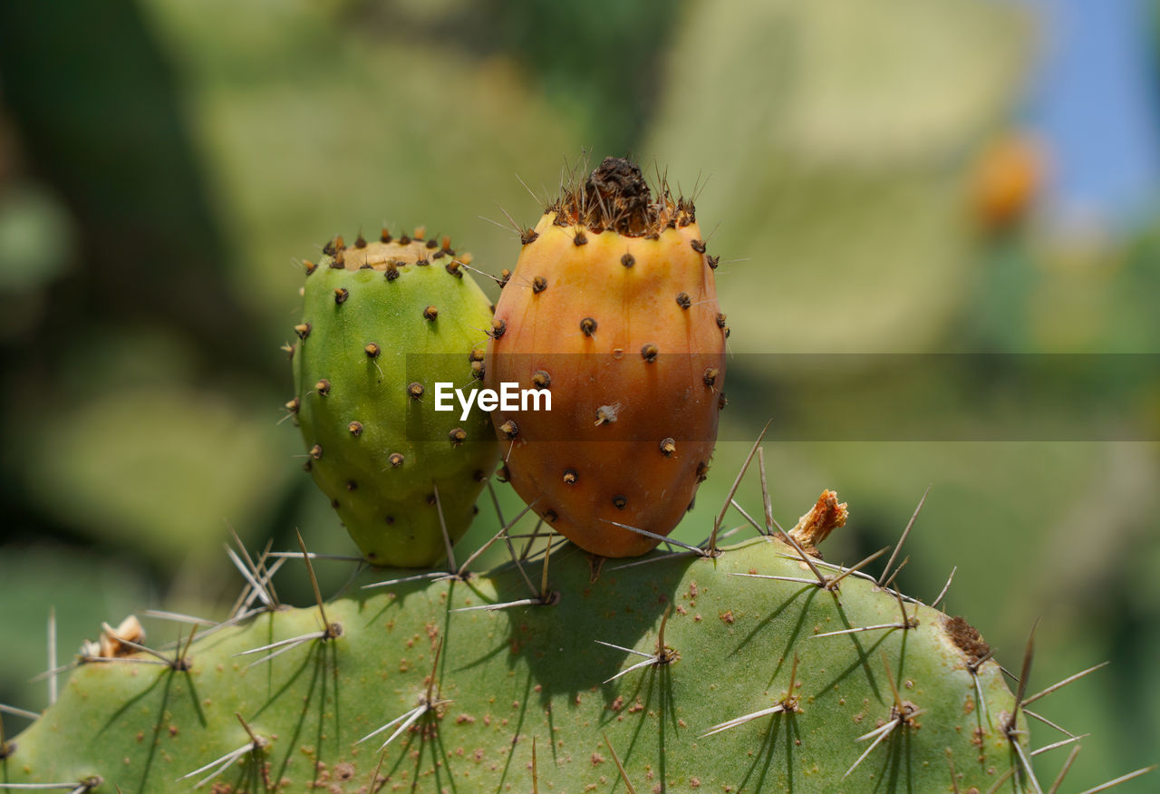 Close-up of prickly pear cactus