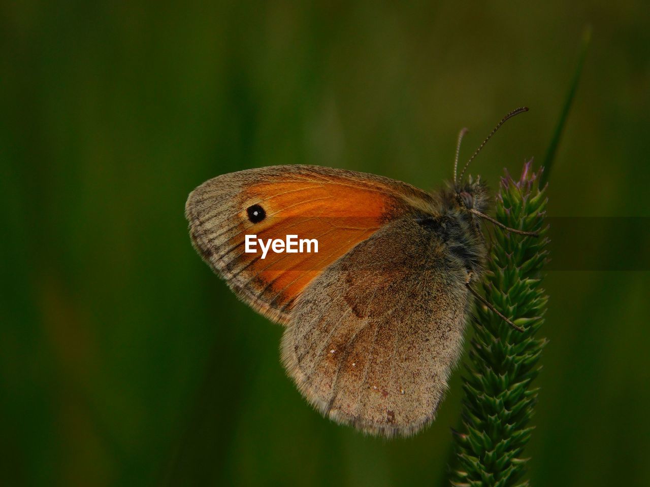 Close-up of butterfly on plant