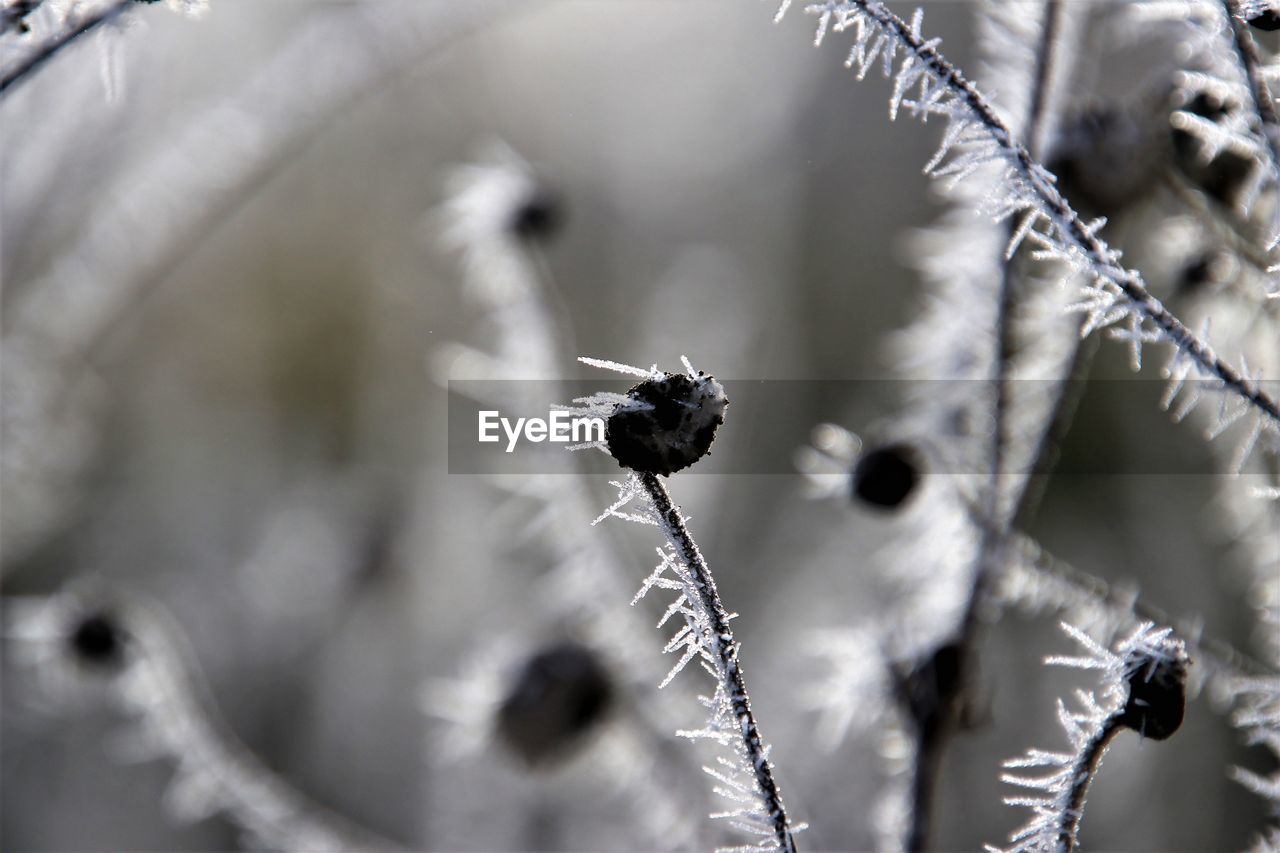 winter, close-up, branch, plant, frost, nature, black and white, monochrome, macro photography, flower, no people, snow, beauty in nature, leaf, freezing, tree, monochrome photography, focus on foreground, selective focus, day, cold temperature, growth, outdoors, animal, twig, animal themes, animal wildlife, plant stem, white, ice, environment, spring