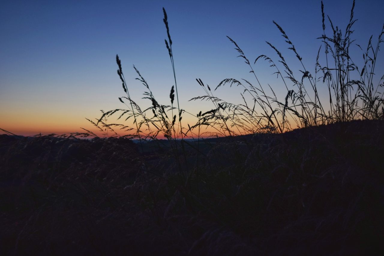 SILHOUETTE OF PLANTS ON FIELD AGAINST CLEAR SKY