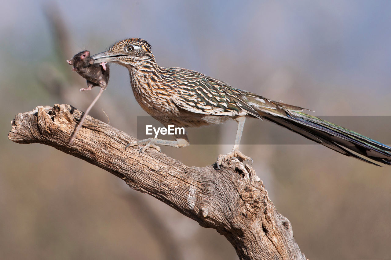 Close-up of a bird of prey