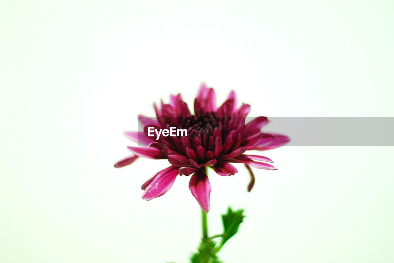 CLOSE-UP OF FLOWER AGAINST WHITE BACKGROUND