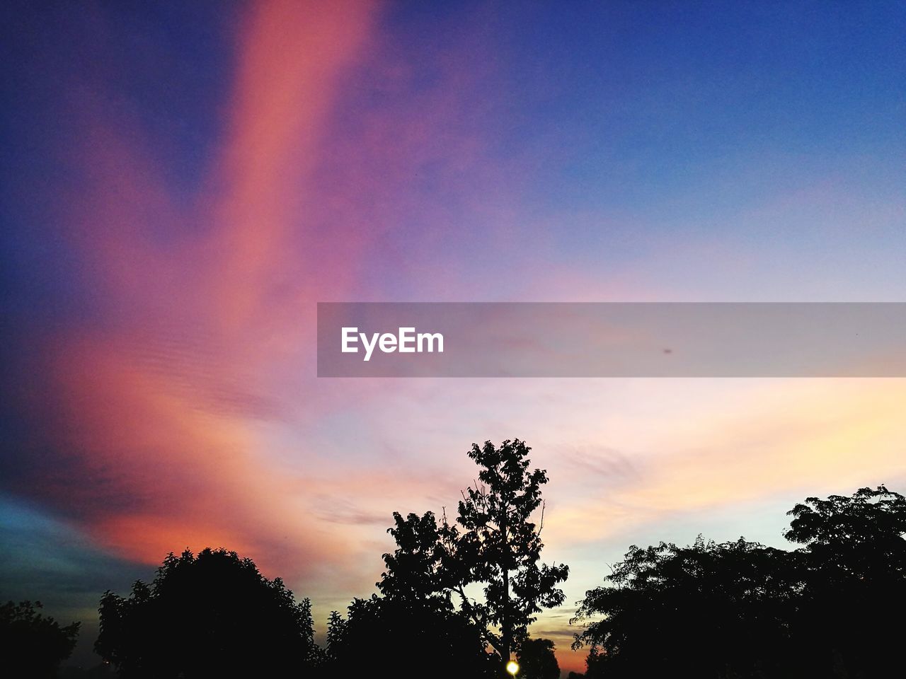 SILHOUETTE OF TREES AT SUNSET