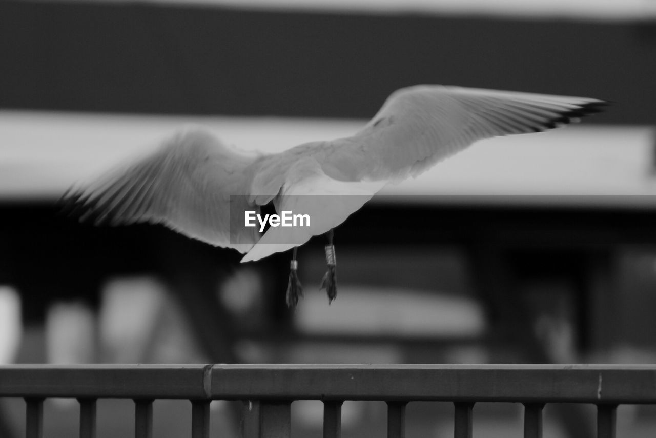 Close-up of bird flying