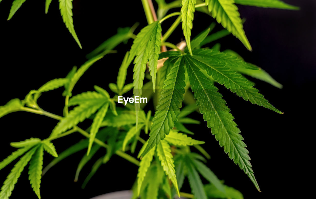 CLOSE-UP OF GREEN PLANT GROWING IN PARK AT NIGHT