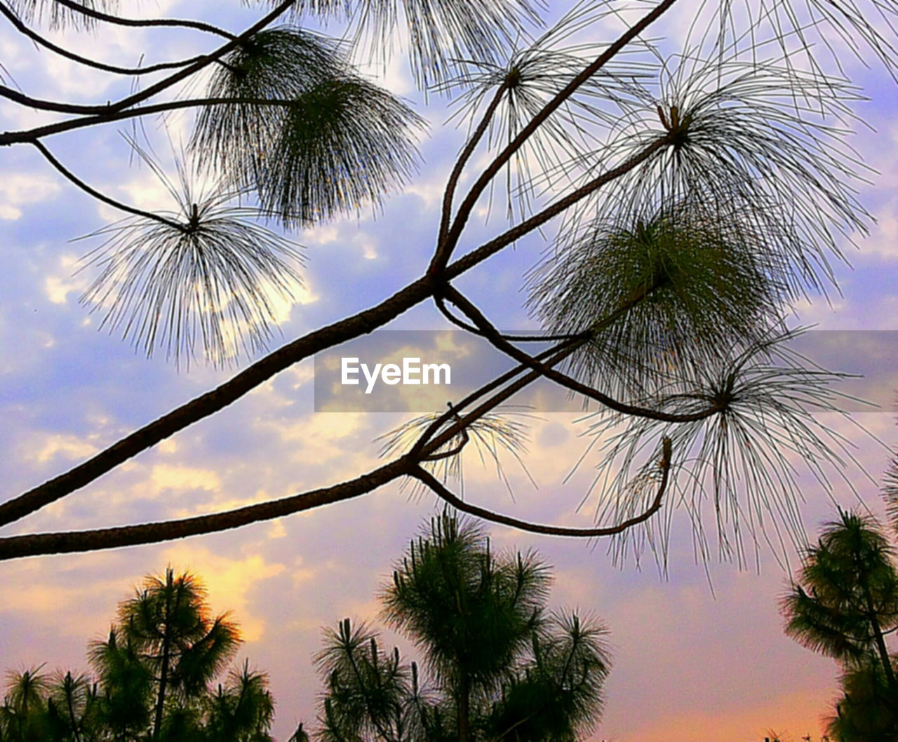 LOW ANGLE VIEW OF PALM TREES AT SUNSET