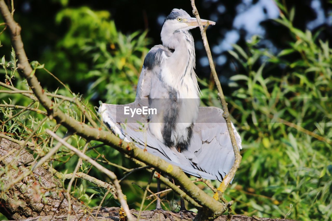 BIRD PERCHING ON A ROCK