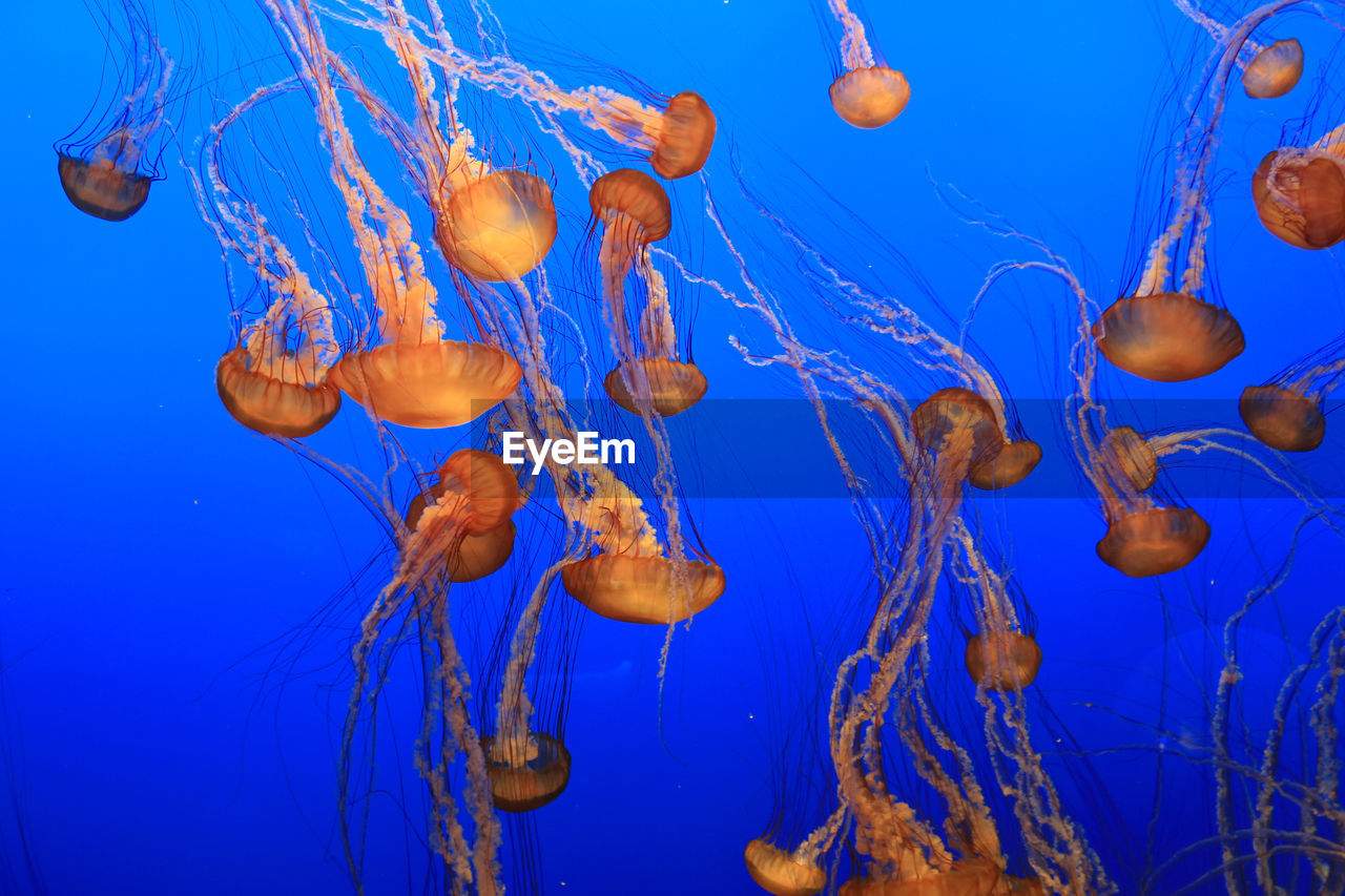 West coast sea nettles swimming at monterey bay aquarium