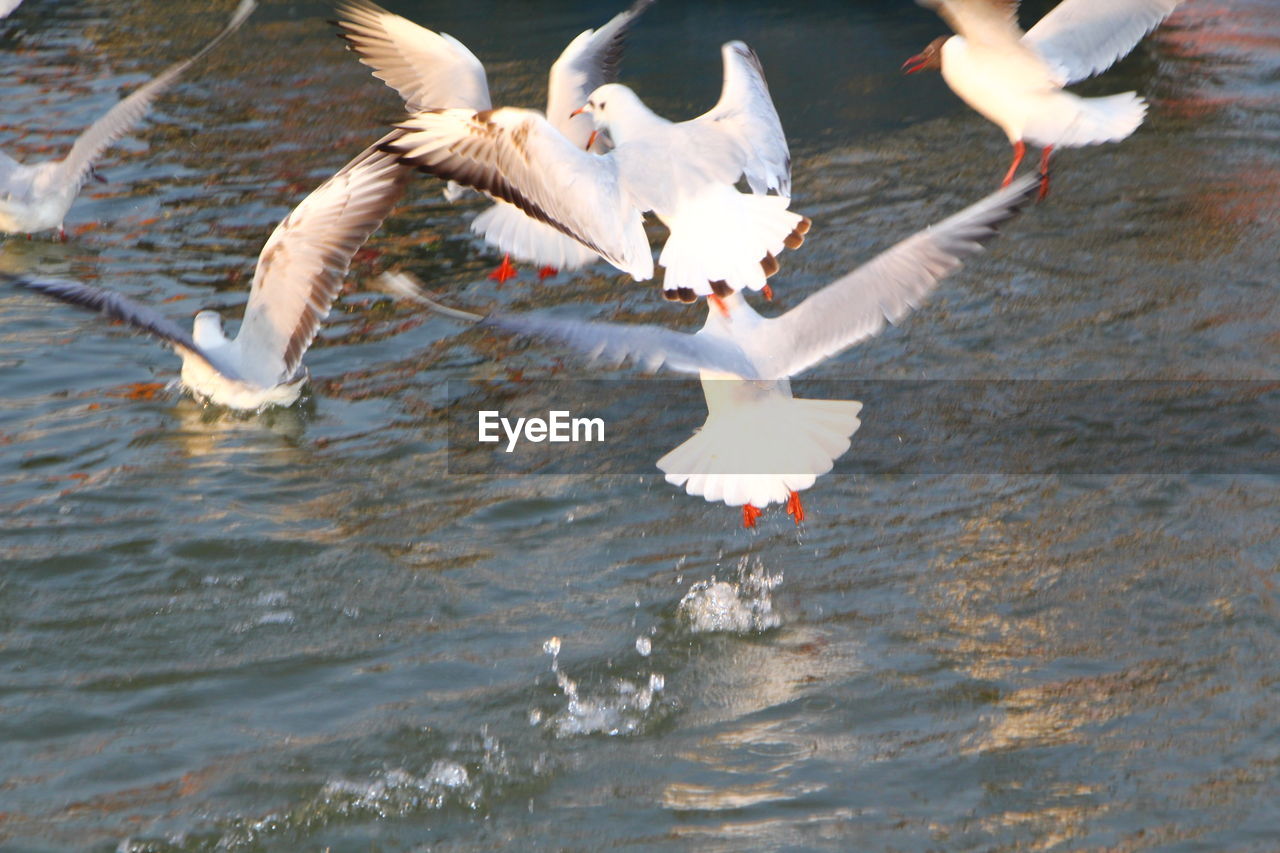 VIEW OF SEAGULLS IN LAKE